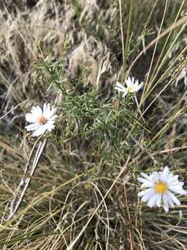 Image de Symphyotrichum porteri (A. Gray) G. L. Nesom