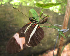 Image of Crimson Patched Longwing