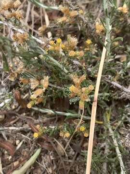 Image of Helichrysum asperum var. appressifolium (Moeser) Hilliard