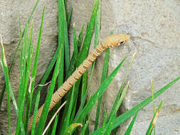 Image of Dahl's Whip Snake