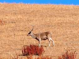 Image of Cervus canadensis wallichii