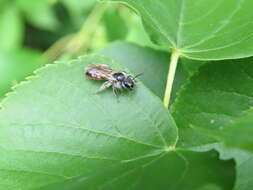 Image of Andrena ventralis Imhoff 1832