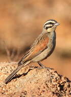 Image of Cape Bunting