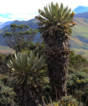 Image of Espeletia hartwegiana Cuatrec. ex Herzog