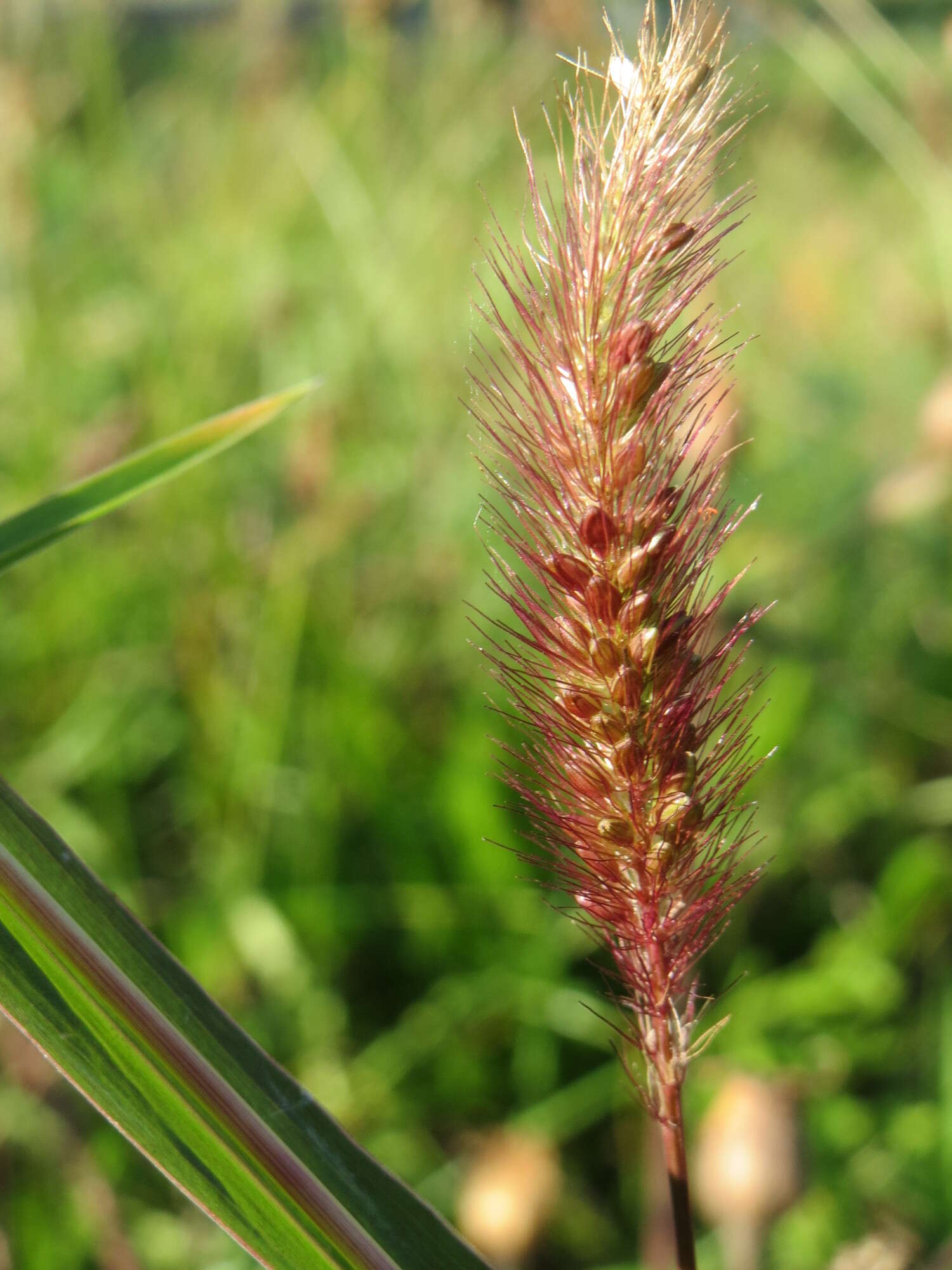 Image of green bristlegrass