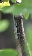 Imagem de Anolis angusticeps Hallowell 1856