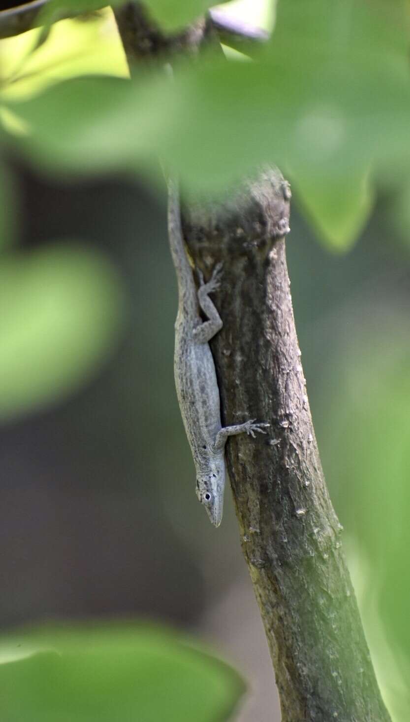 Image of Cuban Twig Anole