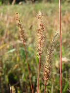 Image of green bristlegrass