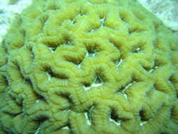 Image of Rough star coral