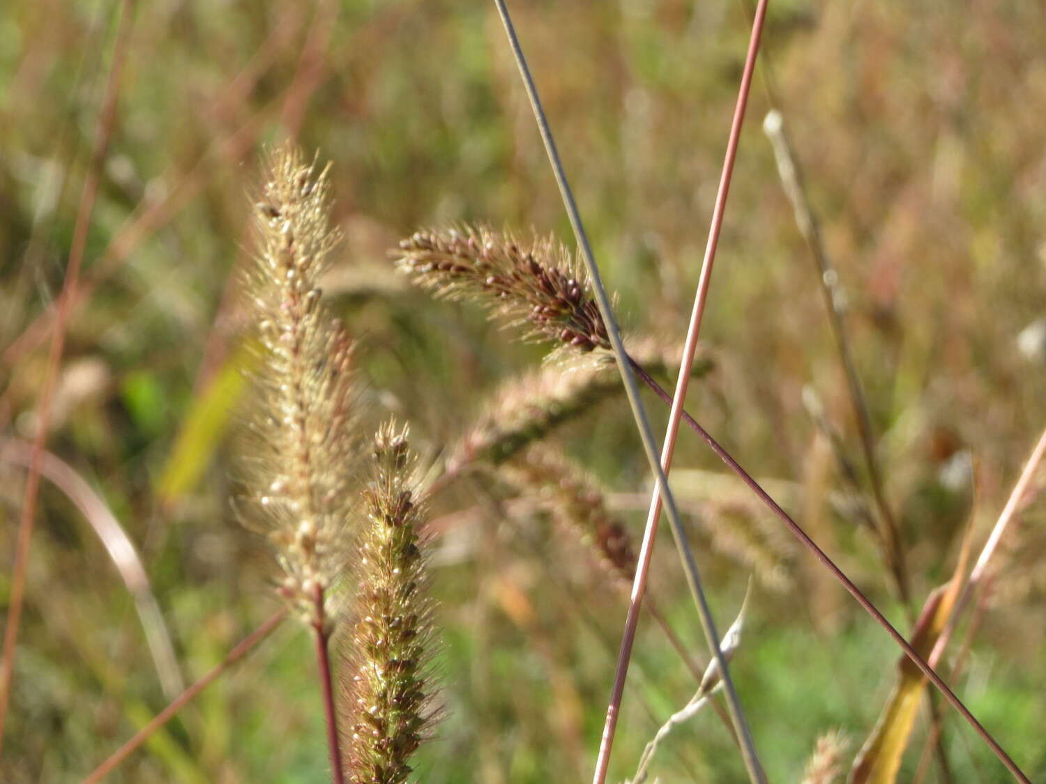 Image of green bristlegrass