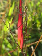 Image of green bristlegrass