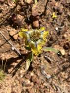 Image of Ferraria uncinata Sweet