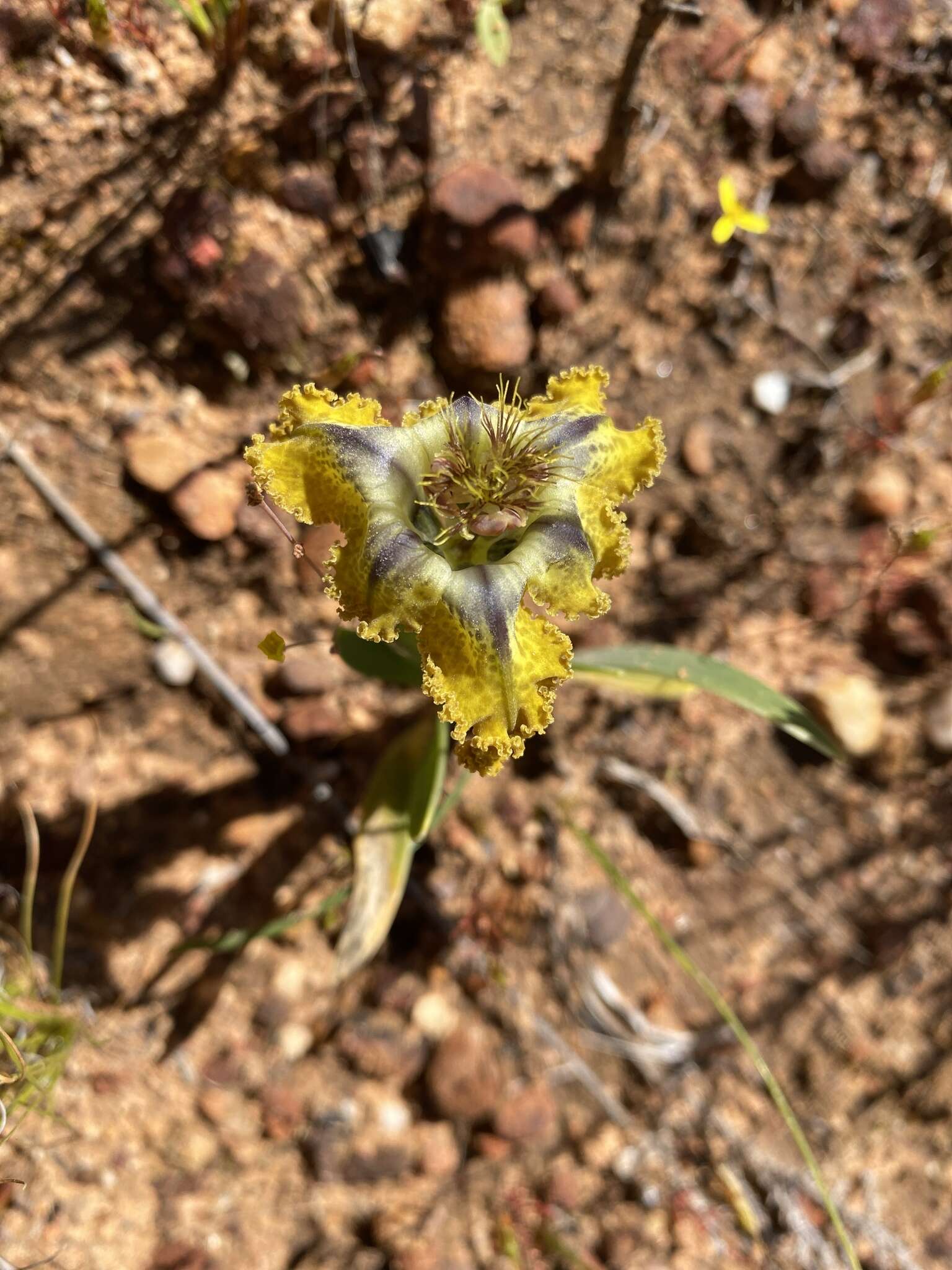 Image of Ferraria uncinata Sweet