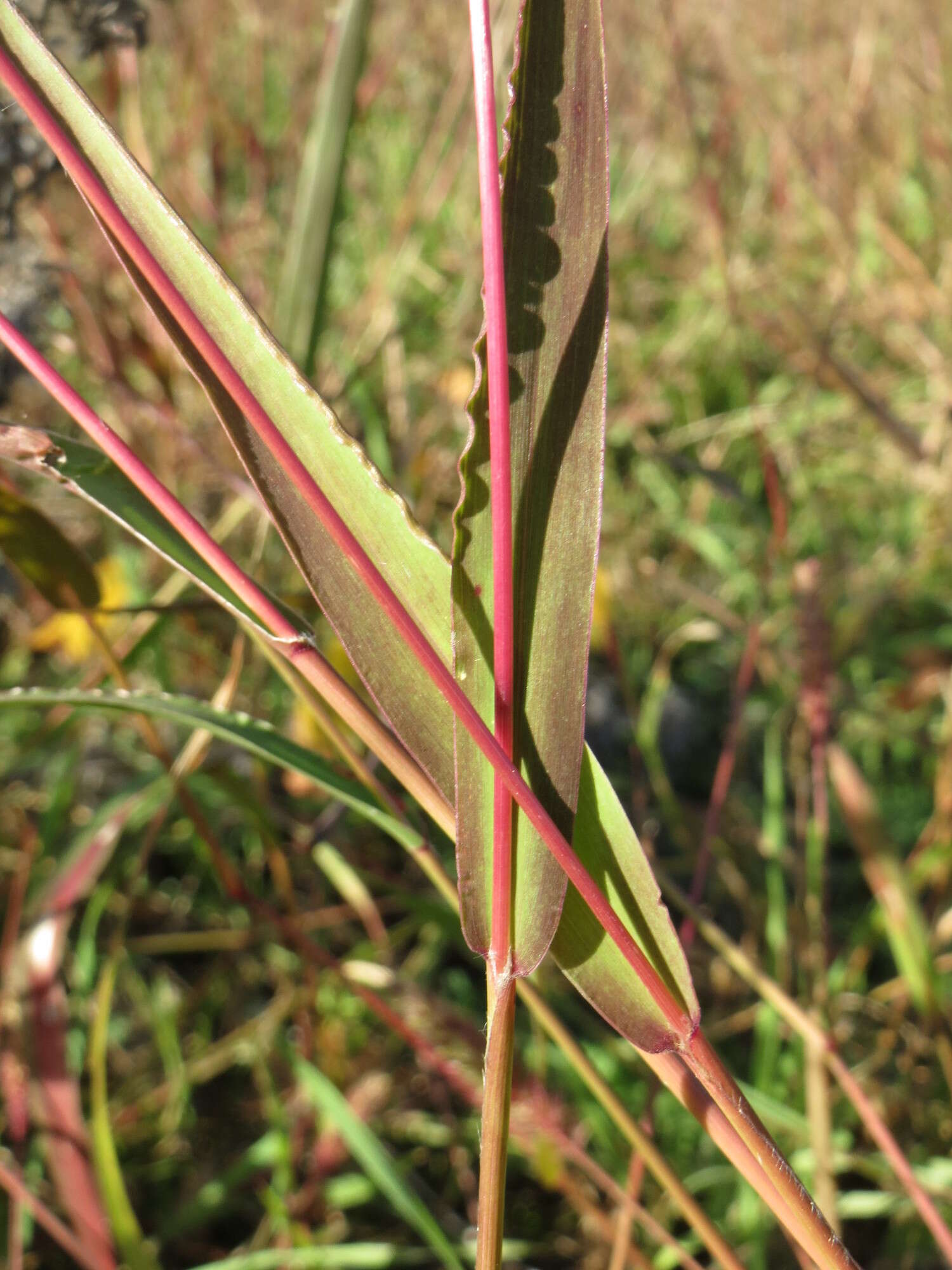 Image of green bristlegrass