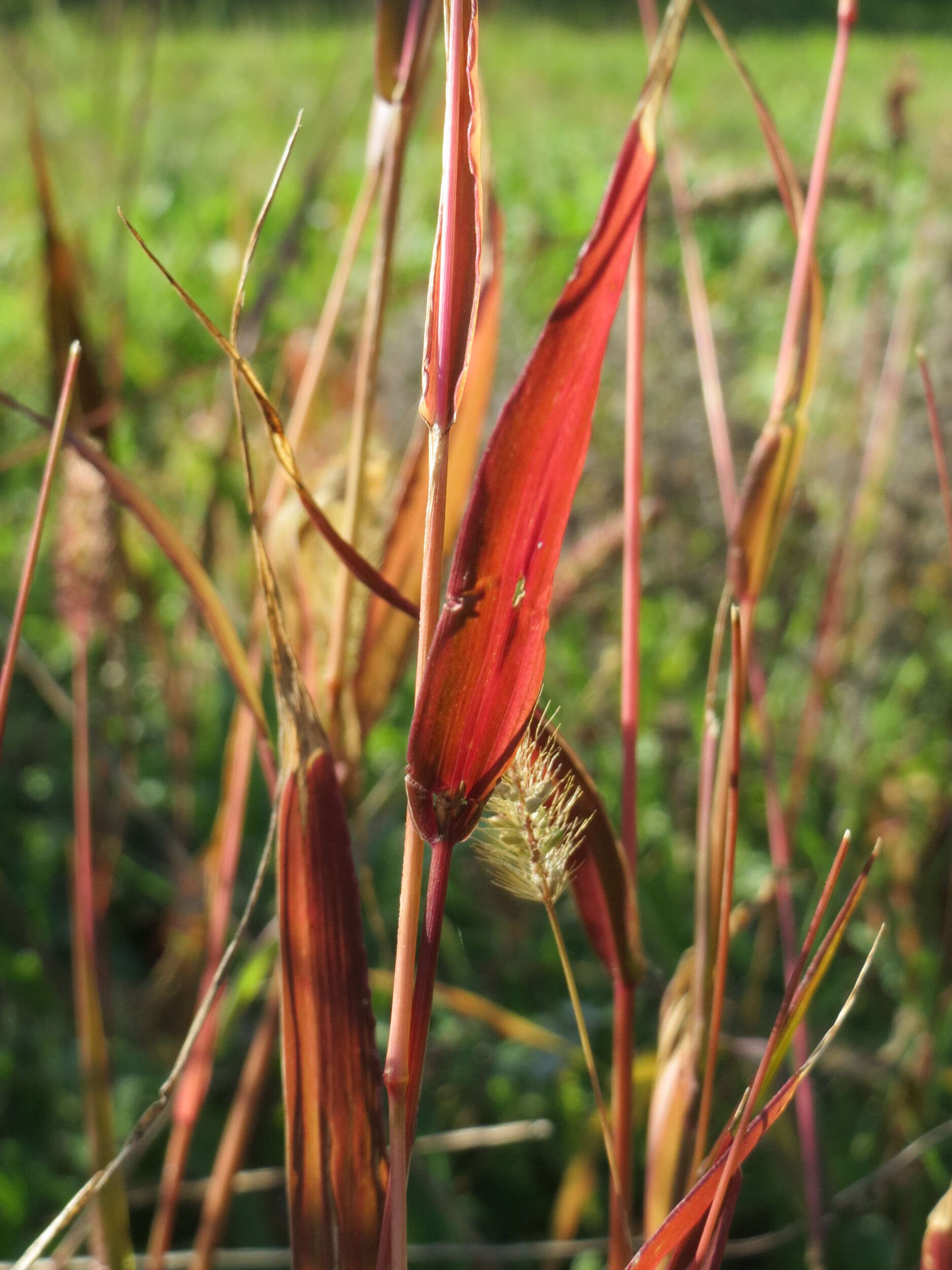 Image of green bristlegrass