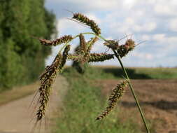 Plancia ëd Echinochloa crus-galli (L.) P. Beauv.