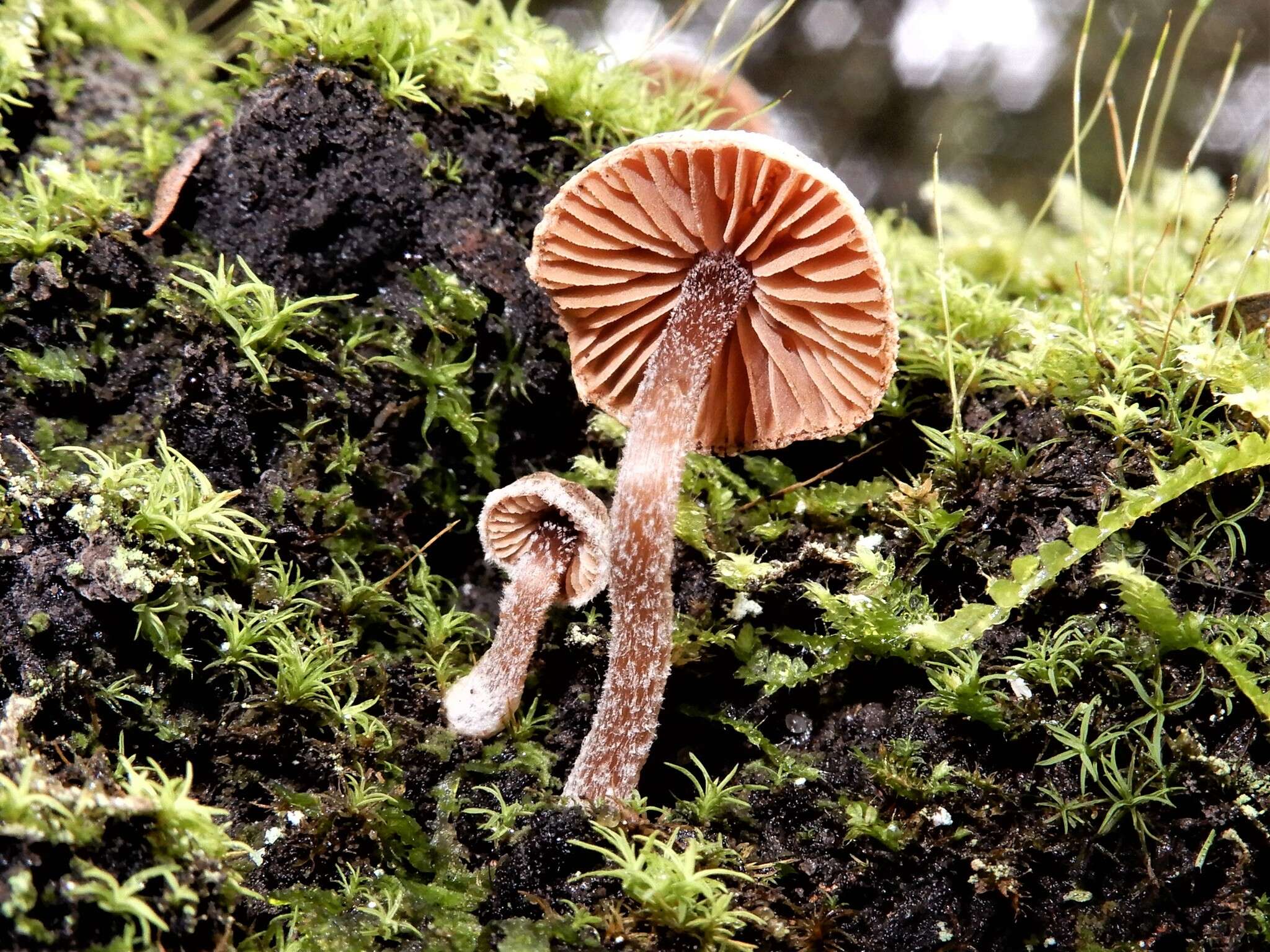 Image of Inocybe serrata Cleland 1933