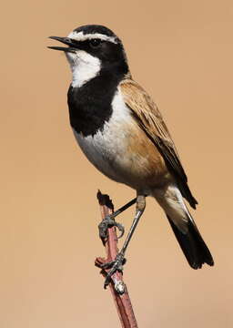 Image of Capped Wheatear