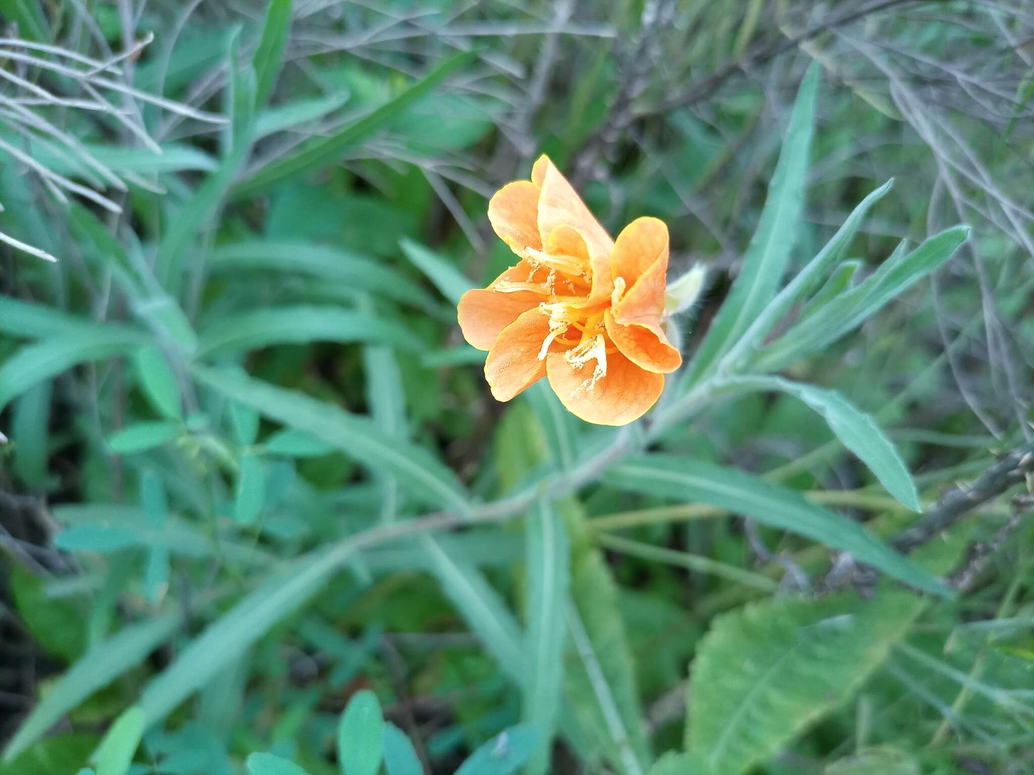 Oenothera affinis Camb. resmi