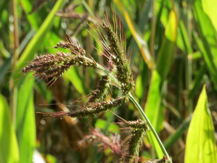 Plancia ëd Echinochloa crus-galli (L.) P. Beauv.