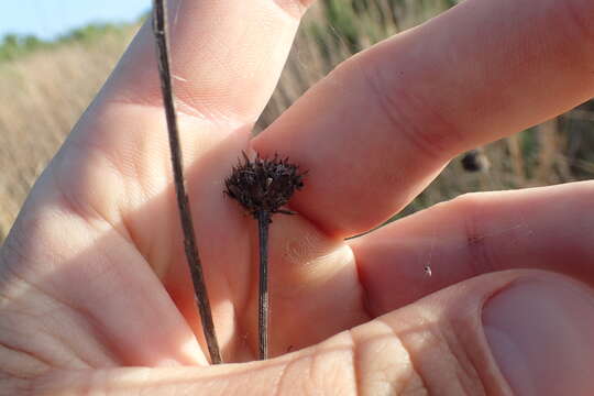 Imagem de Helianthus angustifolius L.