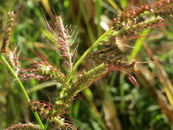 Plancia ëd Echinochloa crus-galli (L.) P. Beauv.