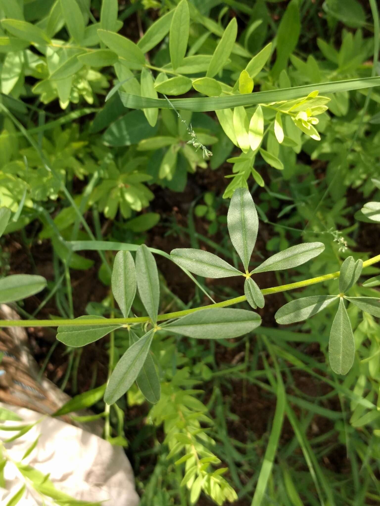 Image of <i>Pediomelum tenuiflorum</i>