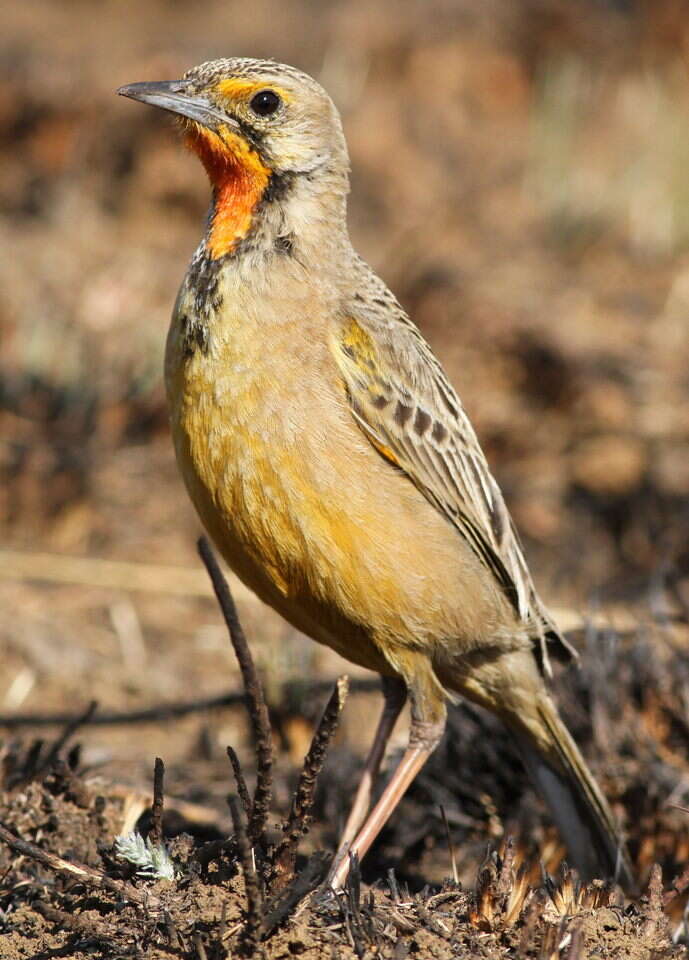 Image of Cape Longclaw