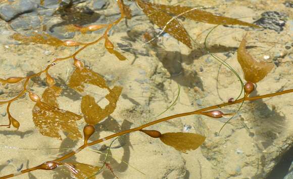 Image of Giant kelp