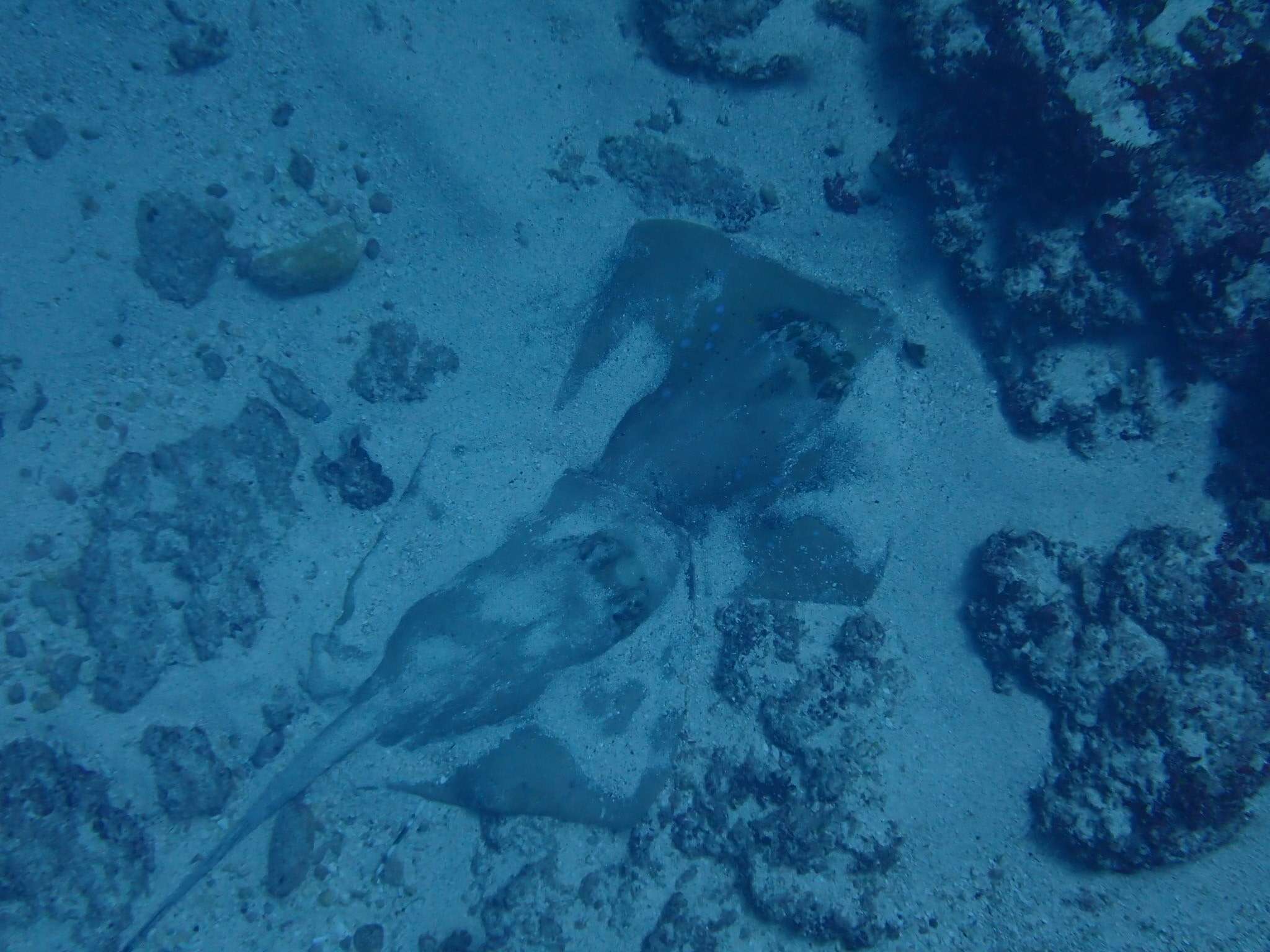 Image of Bluespotted maskray