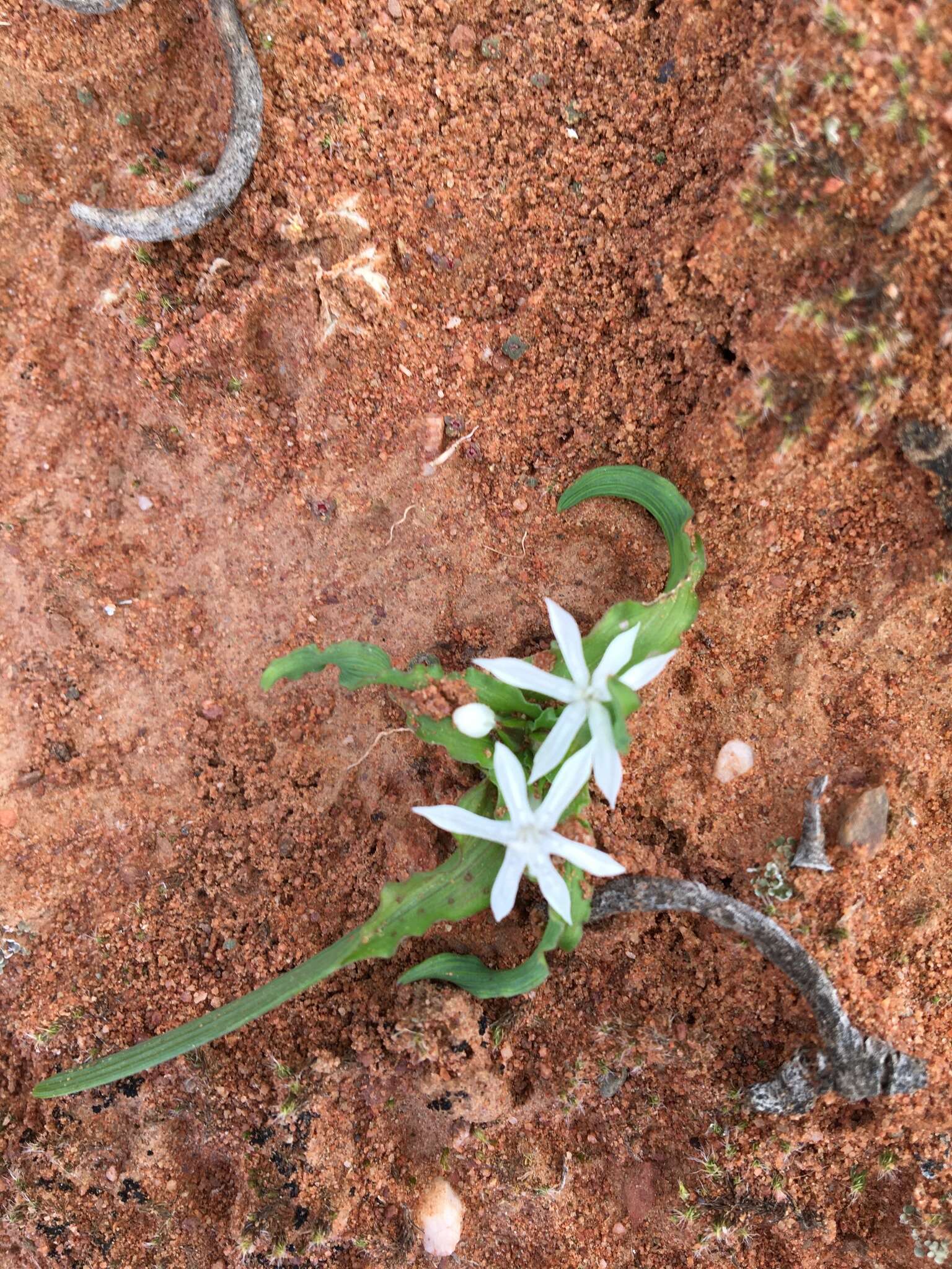 Image of Lapeirousia plicata subsp. effurcata (G. J. Lewis) Goldblatt