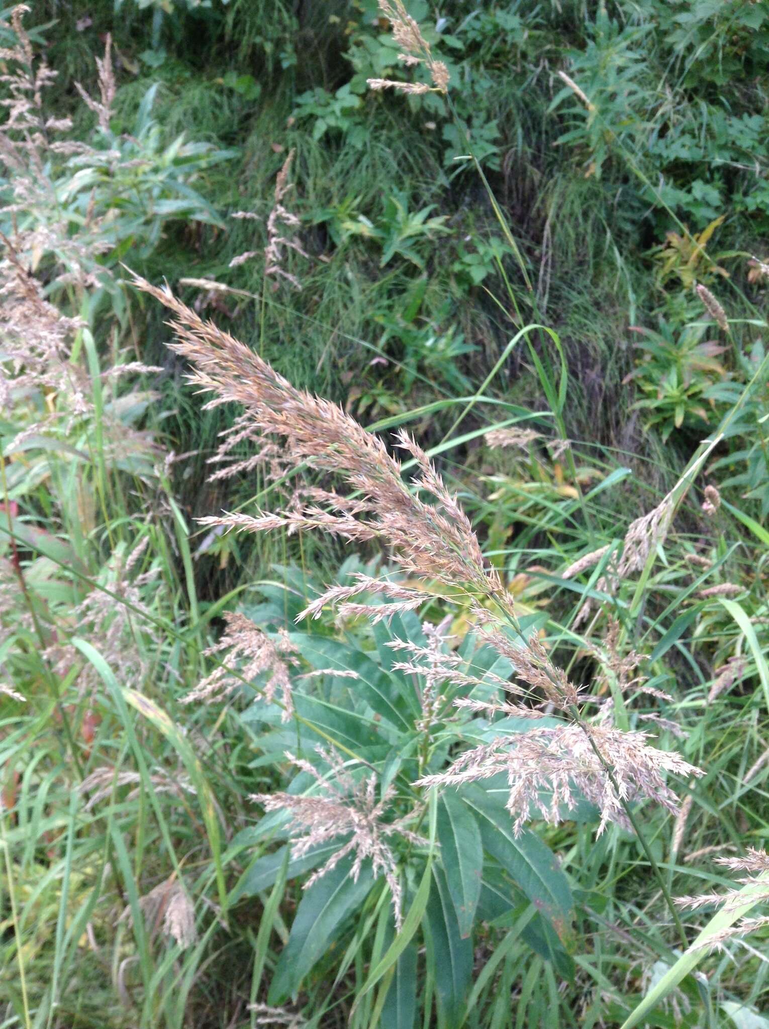 Image of Calamagrostis canadensis (Michx.) P. Beauv.