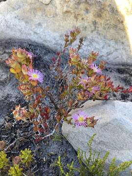 Image of Erepsia steytlerae L. Bol.