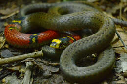 Image of Guatemala Neckband Snake