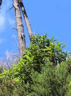 Image of Clethra arborea Aiton