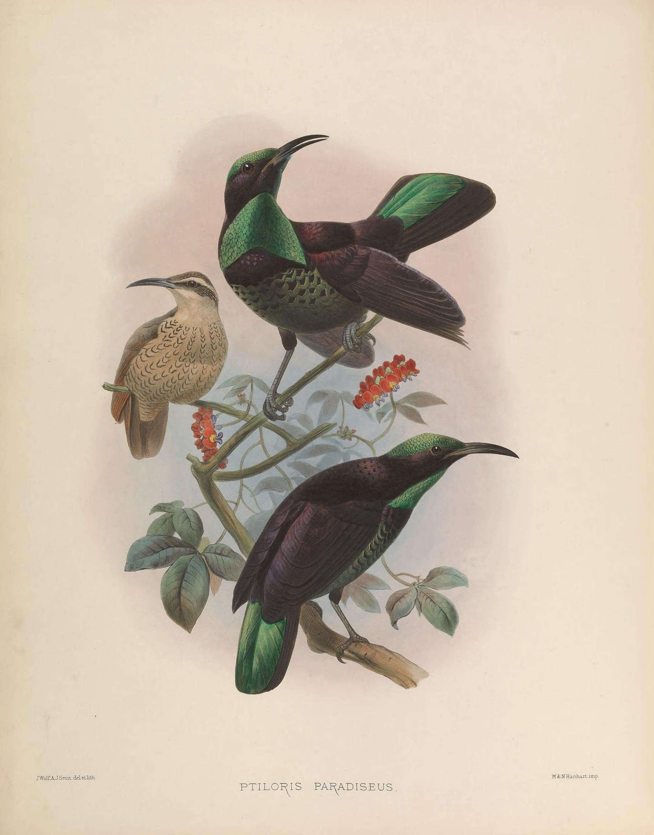 Image of Paradise Riflebird