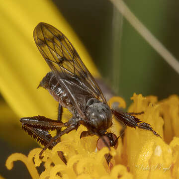 Imagem de Empis clausa Coquillett 1895