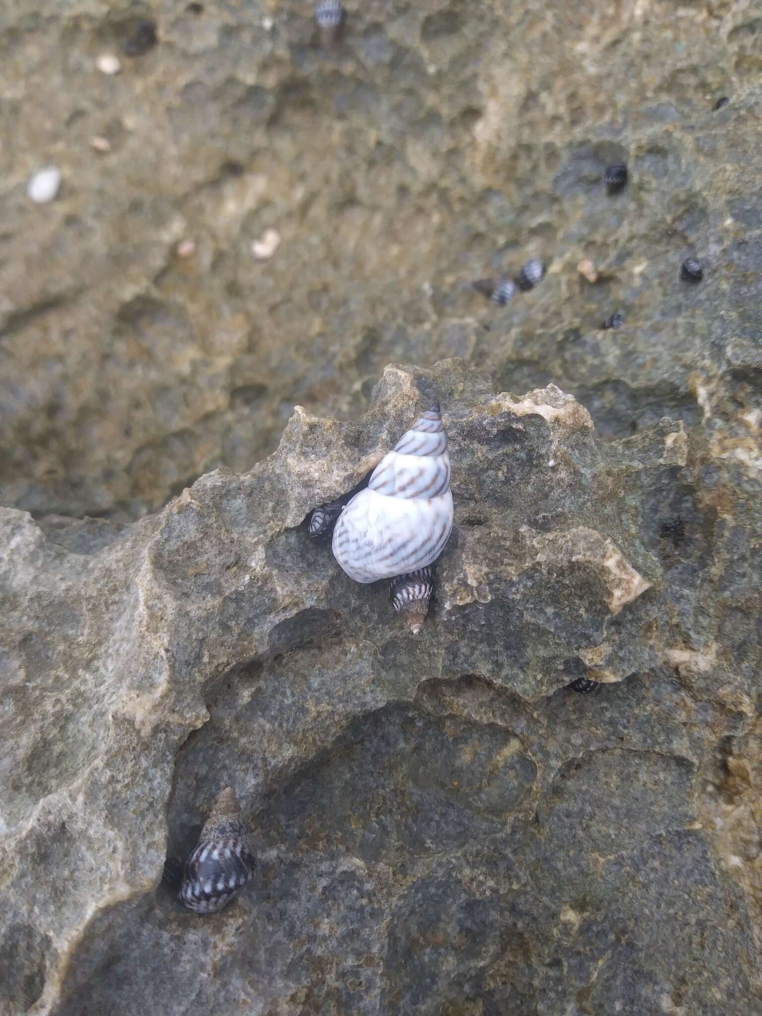 Image of zebra periwinkle