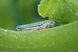 Image of Blue-Green Sharpshooter