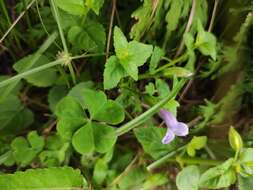 صورة Torenia asiatica L.