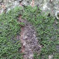 Image of dilated scalewort