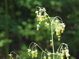 Image of Fendler's meadow-rue