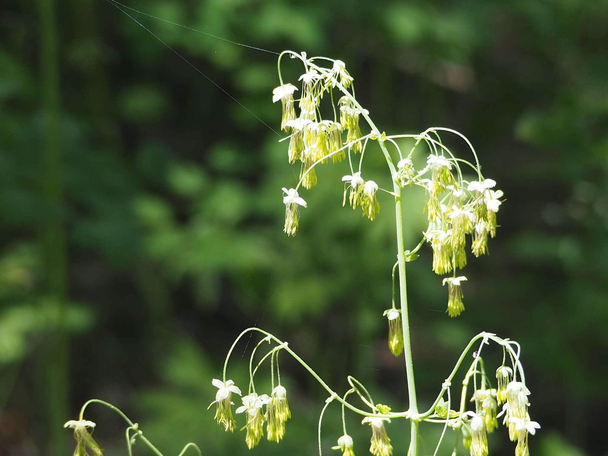 Image of Fendler's meadow-rue