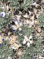 Image of matted lupine