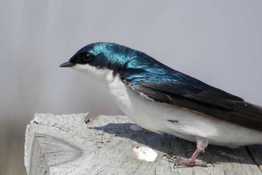 Image of Tachycineta Swallows