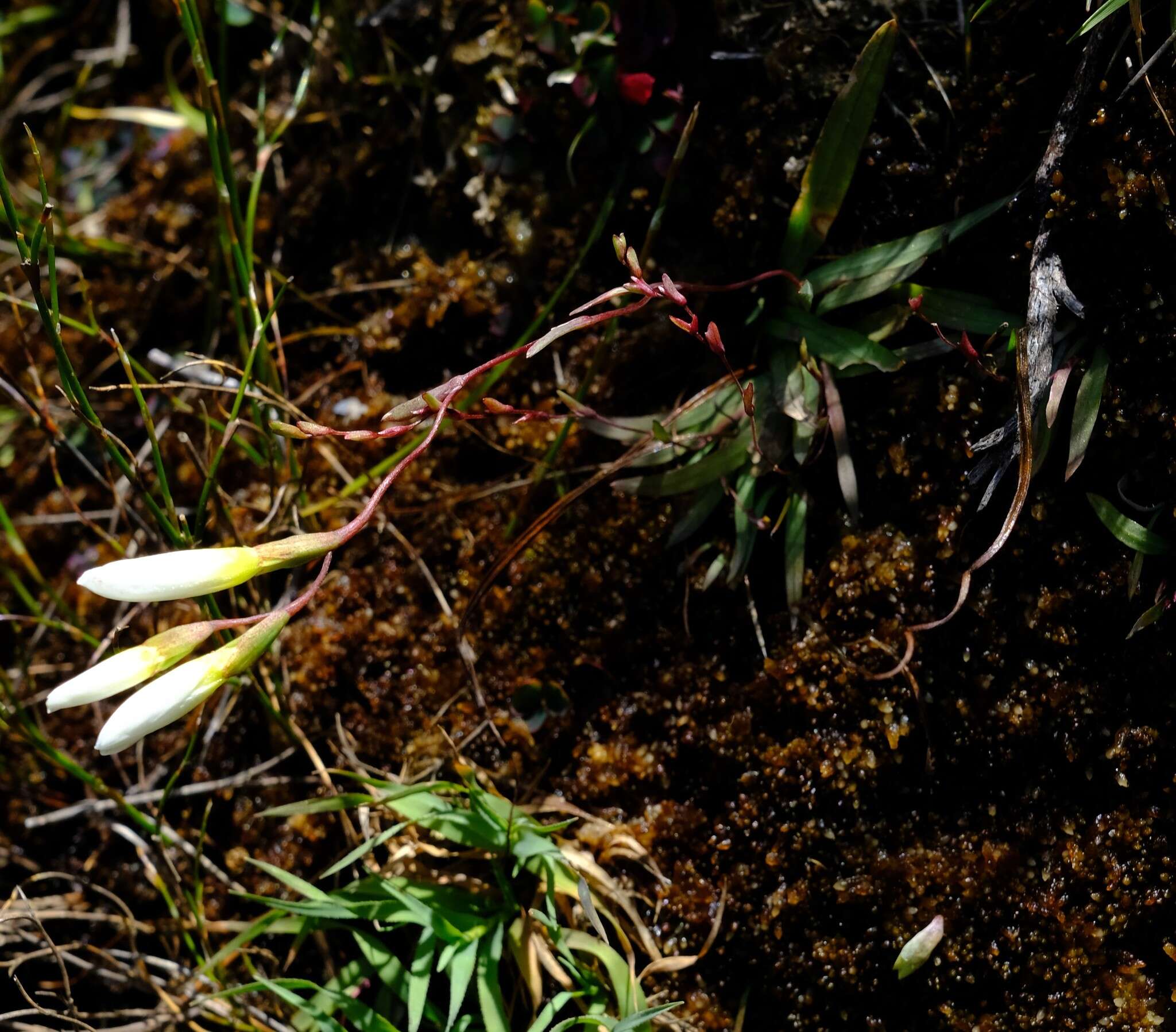 Geissorhiza bolusii Baker的图像