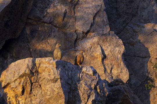 Image of Hartlaub's Spurfowl