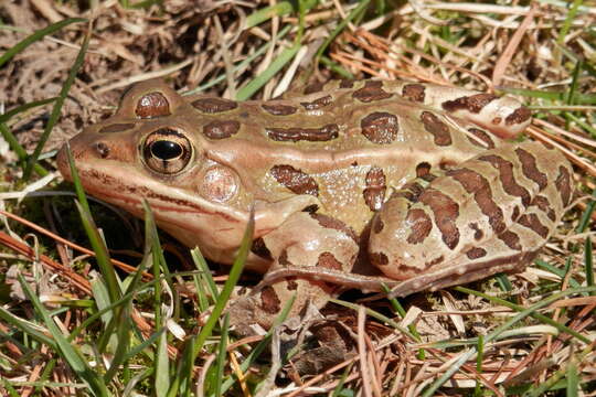 Image of Northern Leopard Frog