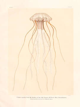 Image of Purplestriped jellyfishes