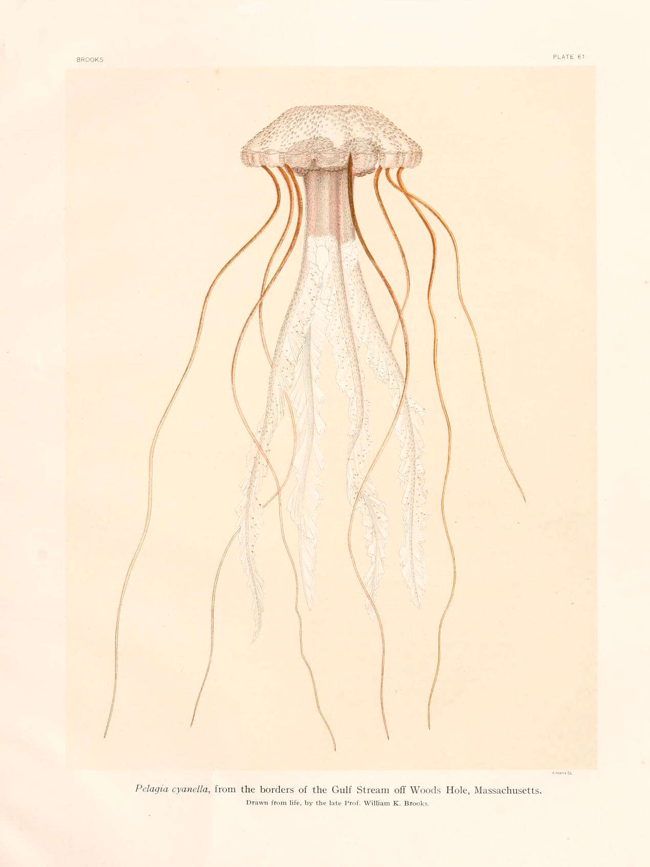 Image of Purplestriped jellyfishes